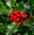 Holly
